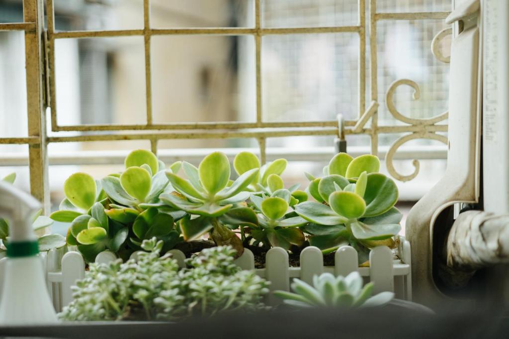 Đặt Phòng Moc Vien Homestay Hà Nội: Giá Tốt, Vườn Xanh Rooftop Đẹp Mehr Than Khách Sạn 5 Sao