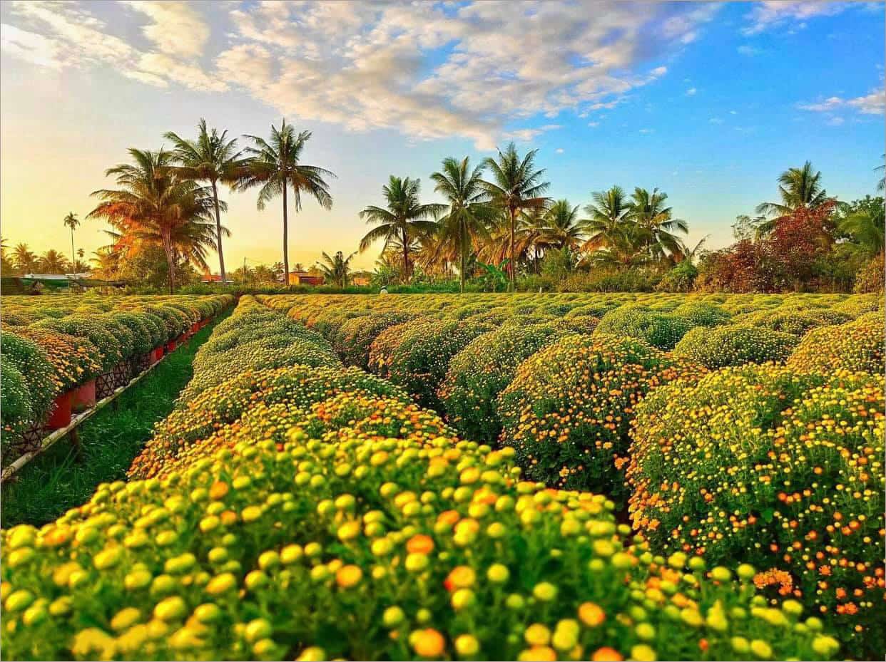 Check-in Làng Hoa Sa Đéc Nức Tiếng, Tour Đồng Tháp Cần Thơ 2 Ngày, Ngập Tràn Sắc Màu!