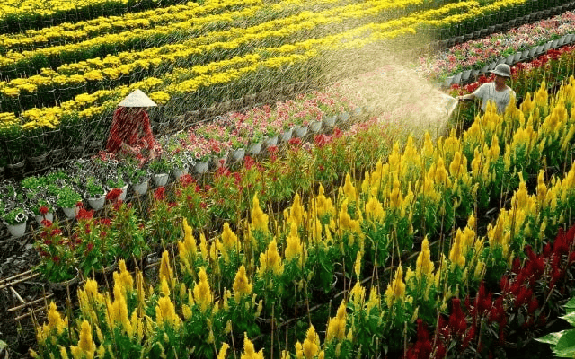 Tour Hot Hit, Làng Hoa Sa Đéc Đẹp Như Tiên Cảnh, Đồng Tháp Cần Thơ 2 Ngày Giá Siêu Hấp Dẫn