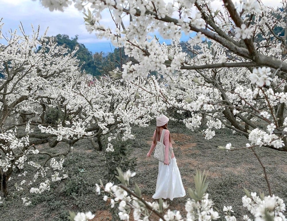 Tour Tây Bắc mùa xuân 5N4Đ, Hoa mận Mộc Châu trắng xóa, hoa ban Điện Biên tinh khôi, Fansipan chạm mây, Sapa ruộng bậc thang – bạn dám bỏ lỡ bức tranh núi rừng rực rỡ này không